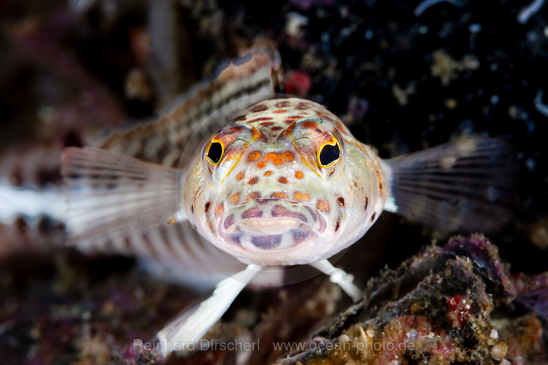 Vielpunkt-Sandbarsch, Parapercis millepunctata, Malalpascua Island, Cebu, Philippinensee, Philippinen