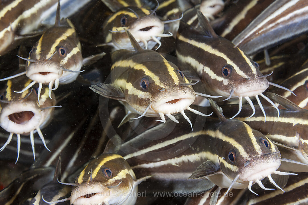 Schwarm Streifen-Korallenwelse, Plotosus lineatus, Malalpascua Island, Cebu, Philippinensee, Philippinen