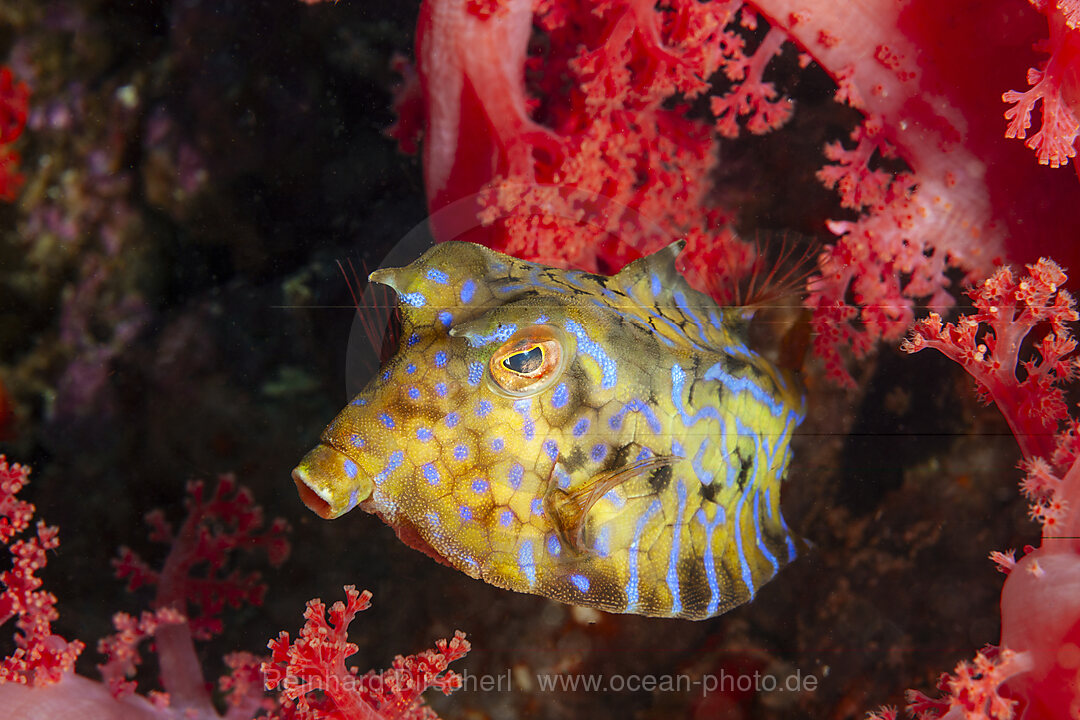 Rueckendorn-Kofferfisch, Lactoria fornasini, Malalpascua Island, Cebu, Philippinensee, Philippinen