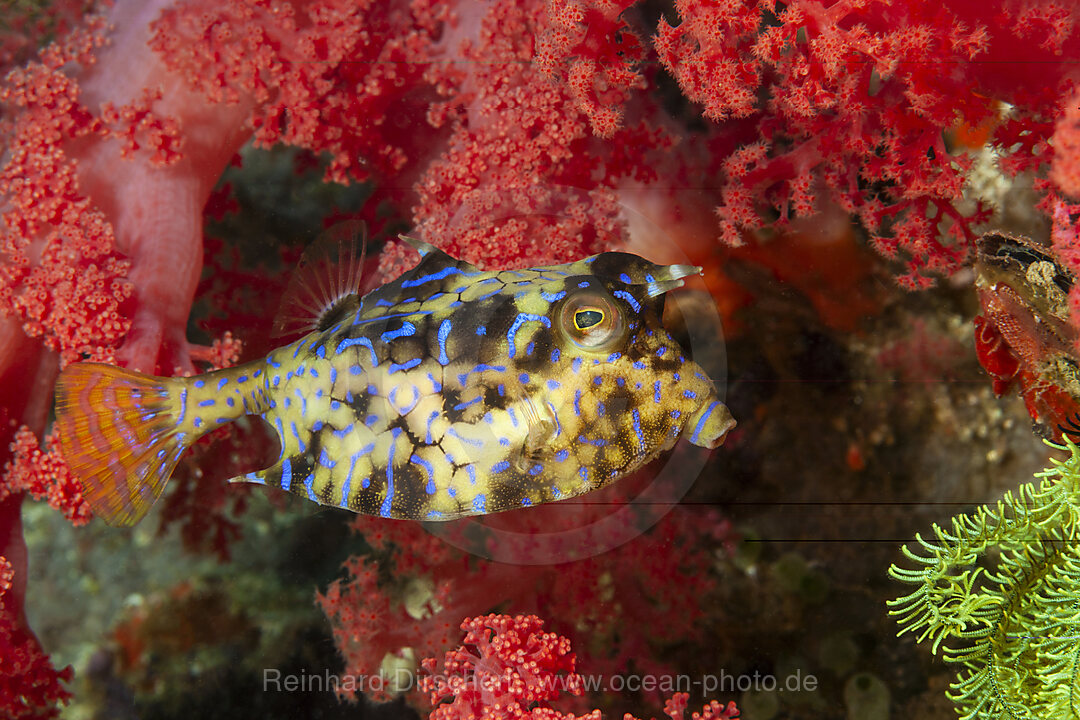 Rueckendorn-Kofferfisch, Lactoria fornasini, Malalpascua Island, Cebu, Philippinensee, Philippinen