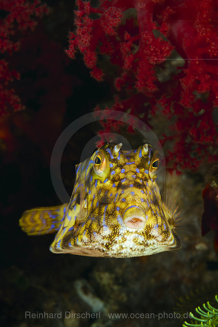 Rueckendorn-Kofferfisch, Lactoria fornasini, Malalpascua Island, Cebu, Philippinensee, Philippinen