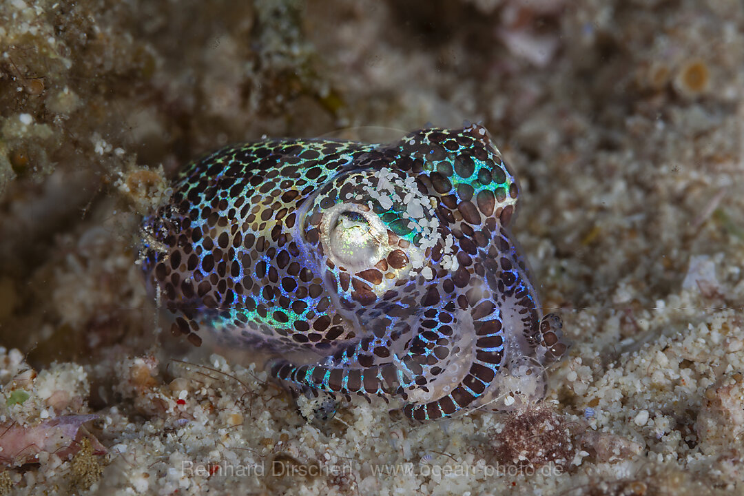 Stummelschwanz-Sepie, Euprymna berryi, Malalpascua Island, Cebu, Philippinensee, Philippinen