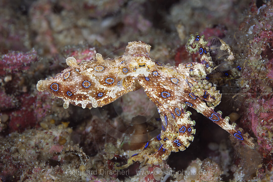 Giftiger Blauring-Oktopus, Hapalochlaena lunulata, Malalpascua Island, Cebu, Philippinensee, Philippinen