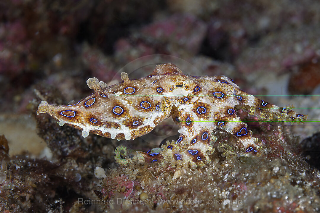 Giftiger Blauring-Oktopus, Hapalochlaena lunulata, Malalpascua Island, Cebu, Philippinensee, Philippinen