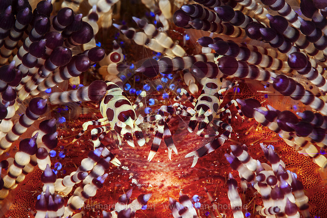 Coleman Partnergarnelen auf Feuerseeigel, Periclimenes colemani, Mabini, Luzon, Philippinensee, Philippinen