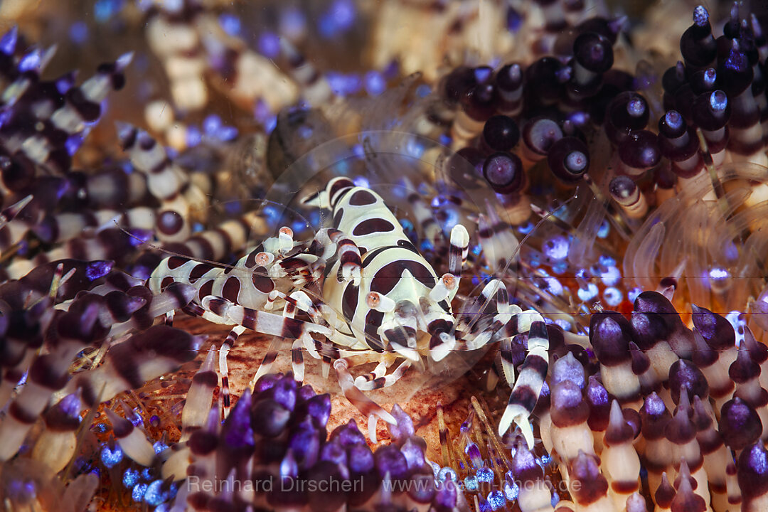 Coleman Partnergarnelen auf Feuerseeigel, Periclimenes colemani, Mabini, Luzon, Philippinensee, Philippinen