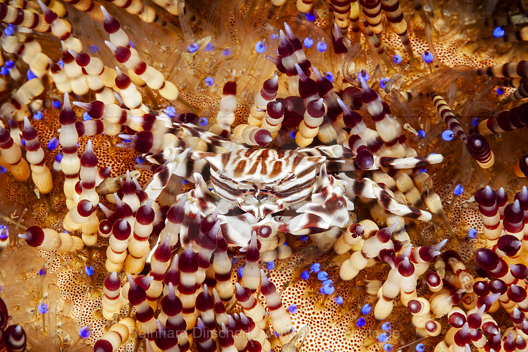Seeigel-Krabbe, Zebrakrabbe auf Feuerseeigel, Zebrida adamsii, Asthenosoma varium, Mabini, Luzon, Philippinensee, Philippinen