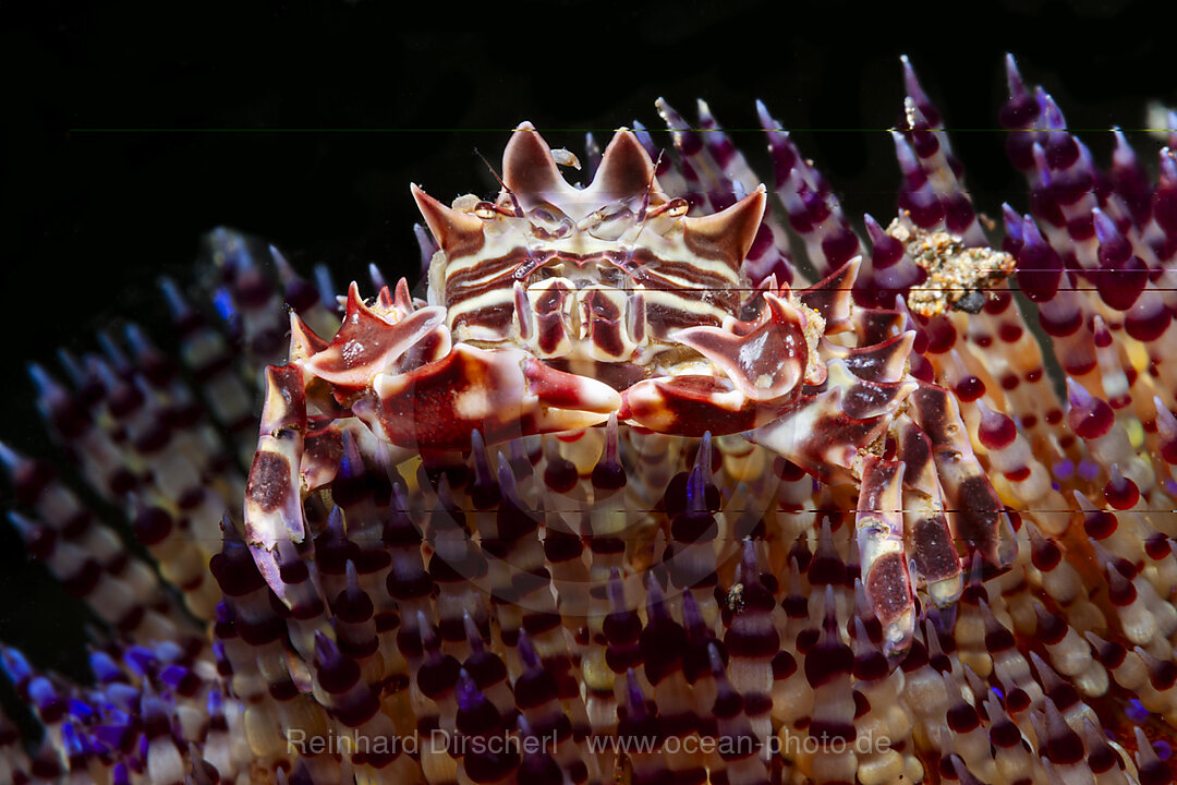 Seeigel-Krabbe, Zebrakrabbe auf Feuerseeigel, Zebrida adamsii, Asthenosoma varium, Mabini, Luzon, Philippinensee, Philippinen