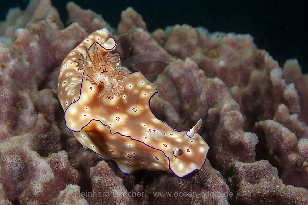 Prachtsternschnecke, Ceratosoma trilobatum, Mabini, Luzon, Philippinensee, Philippinen