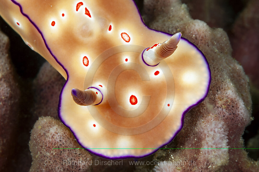 Prachtsternschnecke, Ceratosoma trilobatum, Mabini, Luzon, Philippinensee, Philippinen