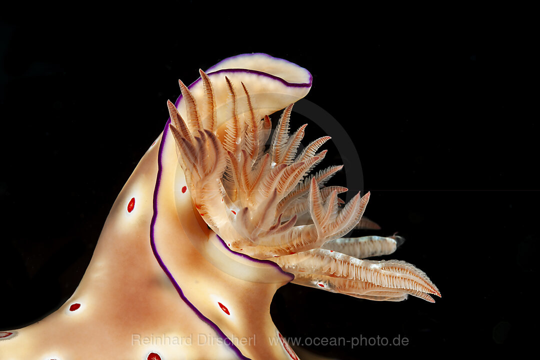 Prachtsternschnecke, Ceratosoma trilobatum, Mabini, Luzon, Philippinensee, Philippinen