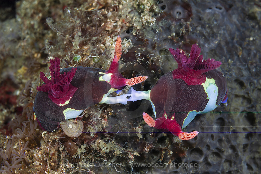 Purpur-Neonsternschnecke Paarung, Nembrotha rutilans, Nembrotha purpureolineata, Mabini, Luzon, Philippinensee, Philippinen