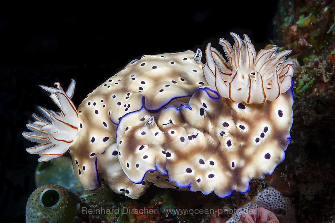 Prachtsternschnecken Paarung, Hypselodoris tryoni, Risbecia tryoni, Mabini, Luzon, Philippinensee, Philippinen