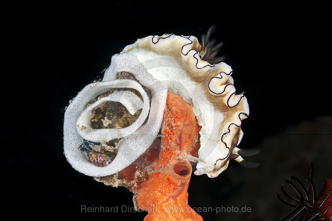 Schwarzrand-Glossodoris bei Eiablage, Glossodoris atromarginata, Mabini, Luzon, Philippinensee, Philippinen