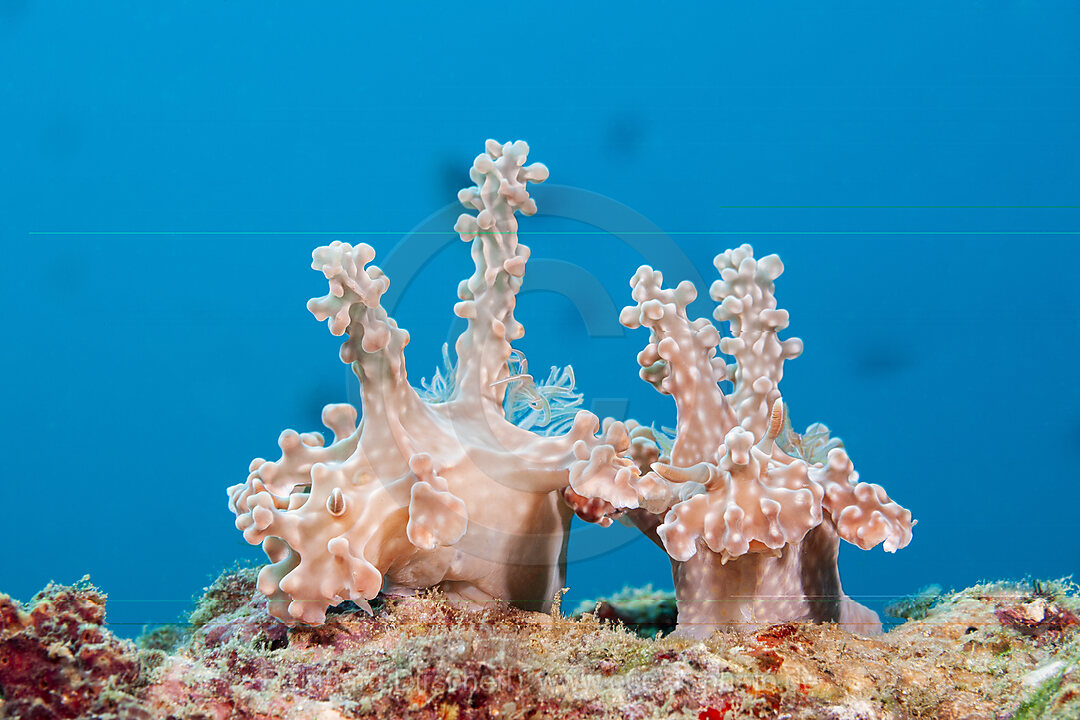 Baumschnecken Paarung, Bornella stellifer, Mabini, Luzon, Philippinensee, Philippinen