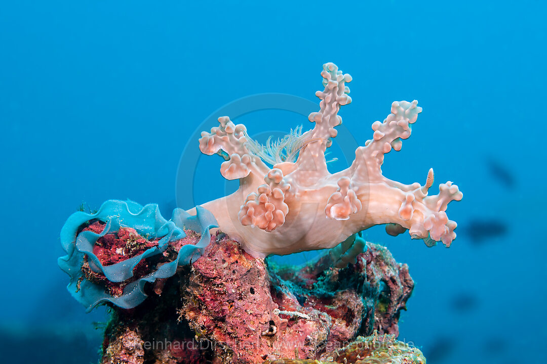 Baumschnecke bei Eiablage, Bornella stellifer, Mabini, Luzon, Philippinensee, Philippinen