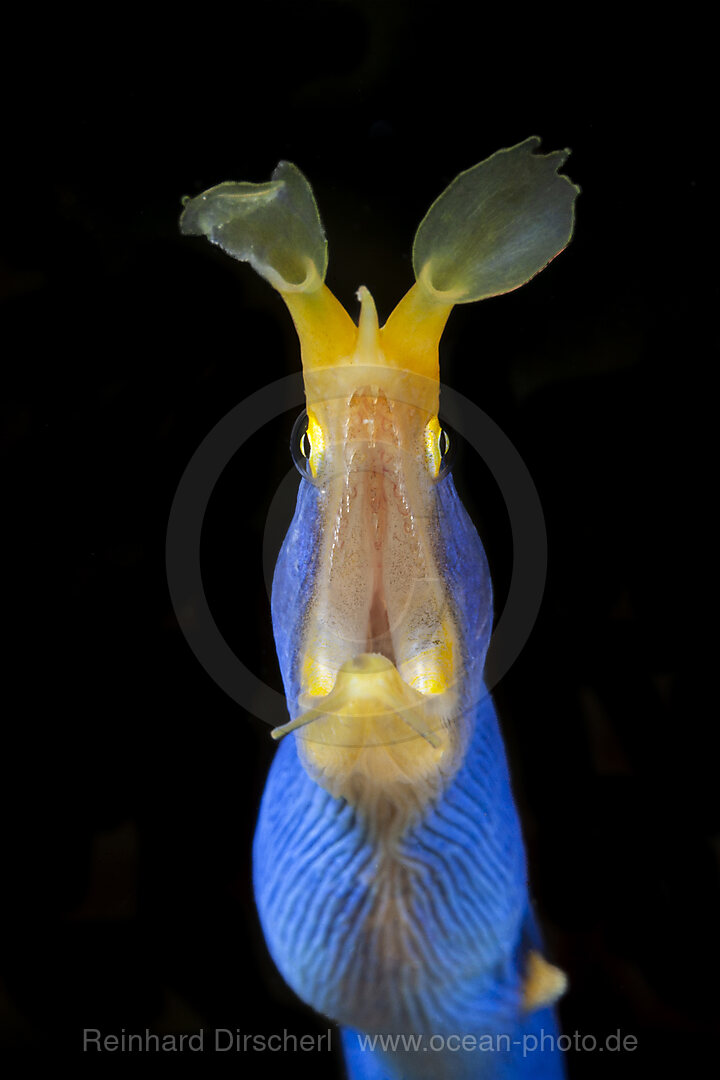 Geister-Muraene, Rhinomuraena quaesita, Mabini, Luzon, Philippinensee, Philippinen