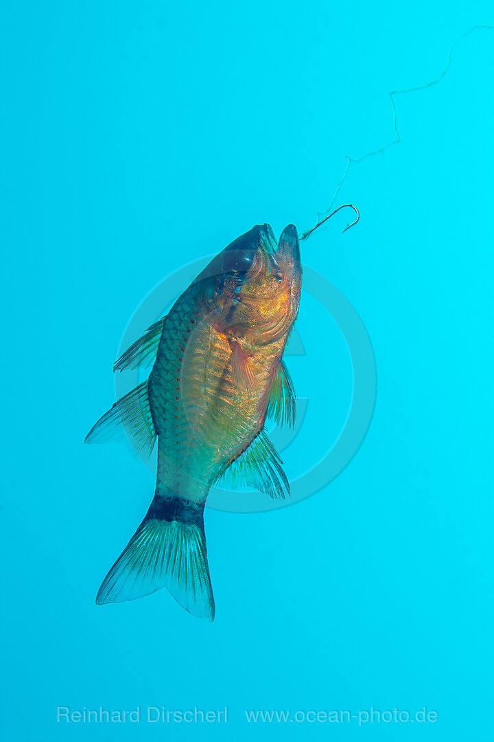 Hooked Golden cardinalfish, Apogon aureus, Mabini, Luzon, Philippine Sea, Philippines