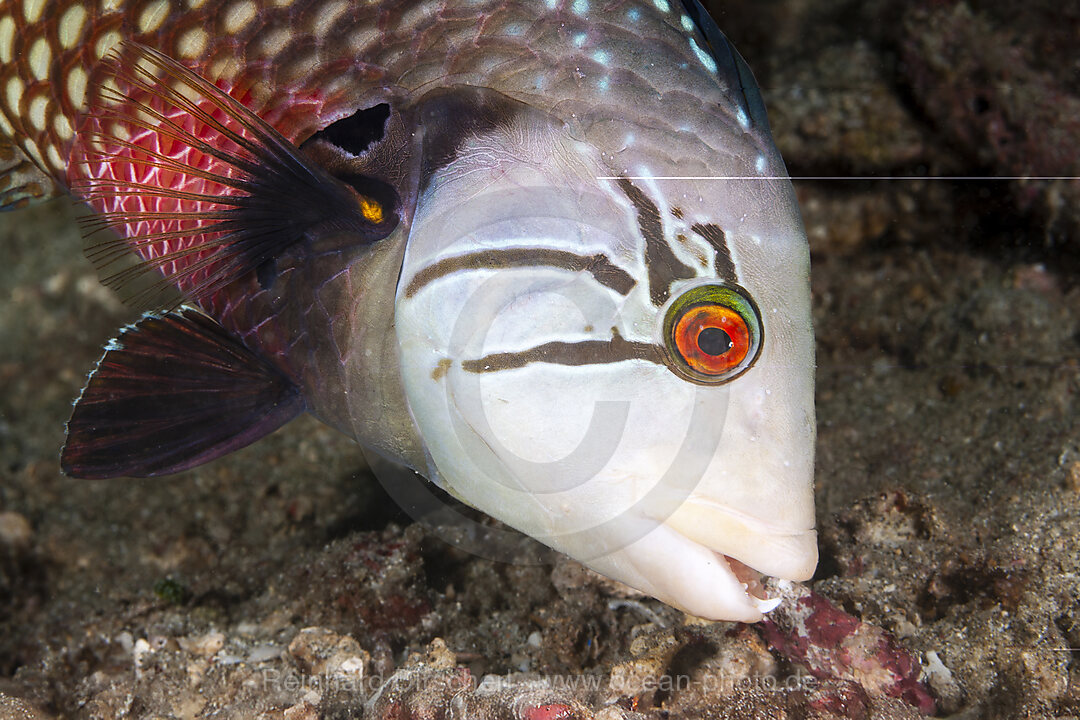 Bäumchen-Lippfisch, Novaculichthys taeniourus, Mabini, Luzon, Philippinensee, Philippinen