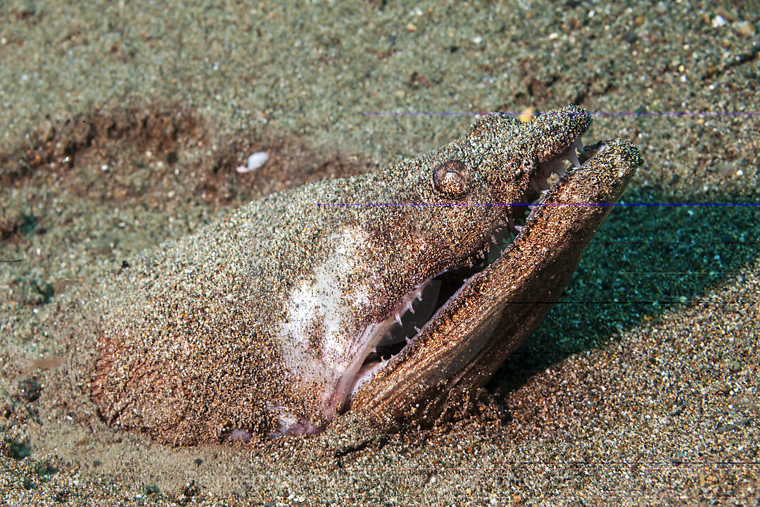 Sternengucker-Schlangenaal, Brachysomophis cirrocheilos, Mabini, Luzon, Philippinensee, Philippinen
