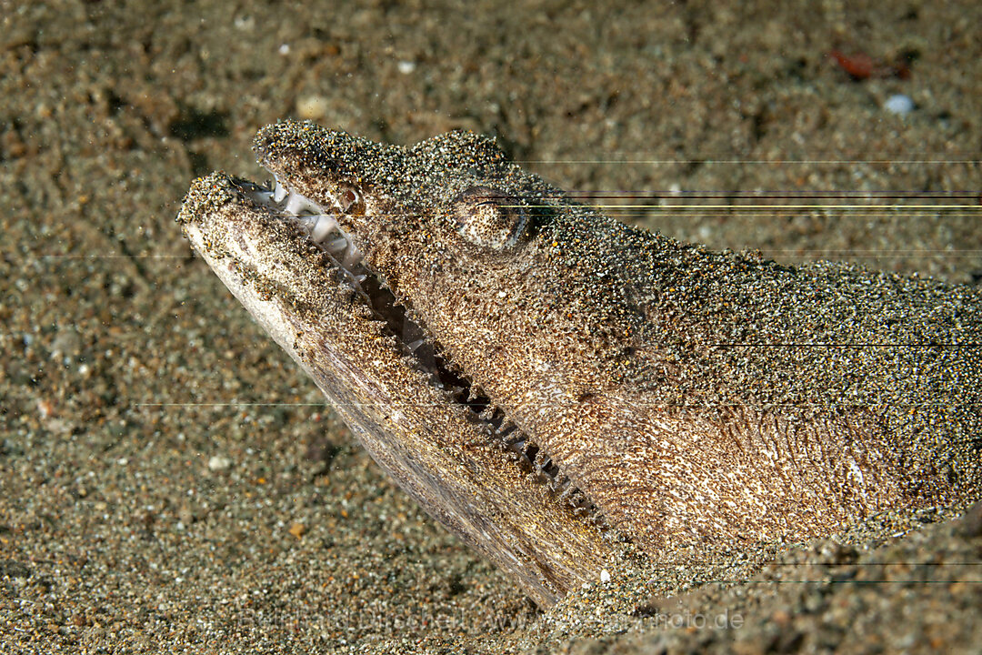 Sternengucker-Schlangenaal, Brachysomophis cirrocheilos, Mabini, Luzon, Philippinensee, Philippinen