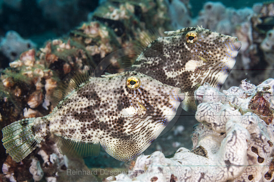 Zwei Algen-Feilenfische, Algen-Feilenfisch, Pseudomonacanthus macrurus, Mabini, Luzon, Philippinensee, Philippinen