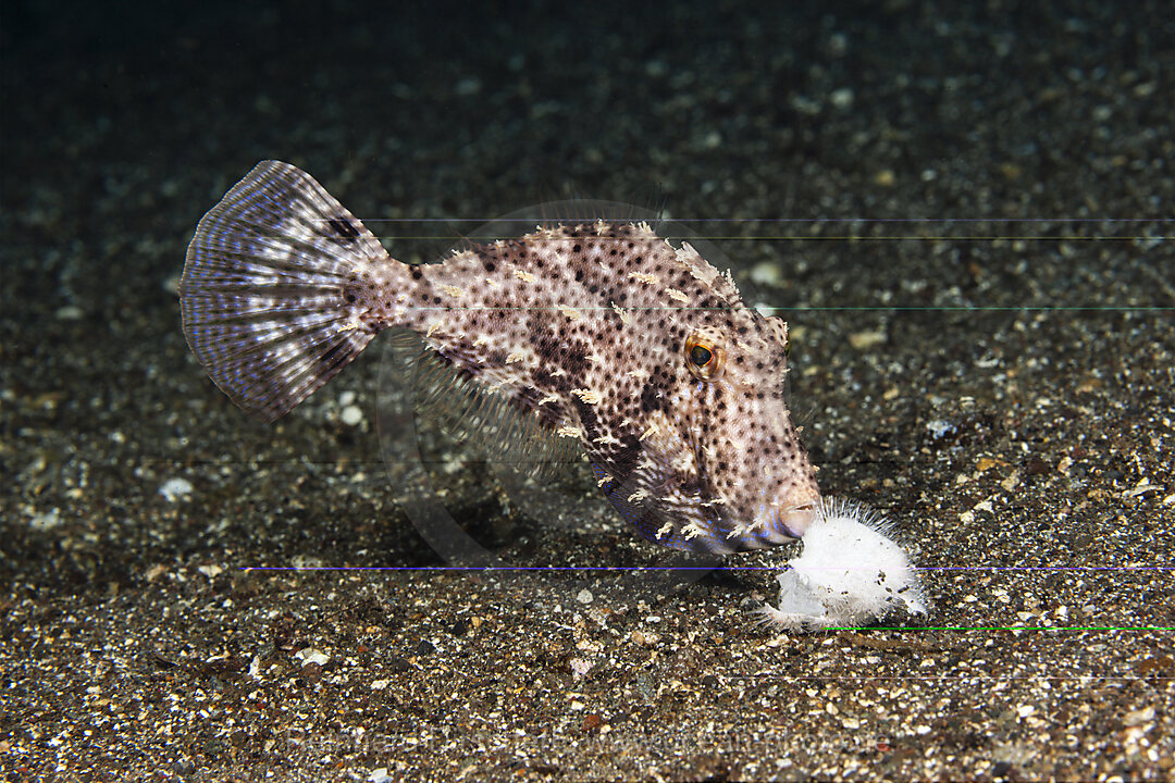 Fressender Algen-Feilenfisch, Pseudomonacanthus macrurus, Mabini, Luzon, Philippinensee, Philippinen