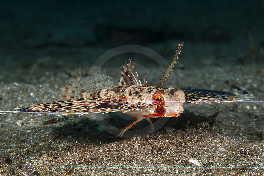 Orientalischer Flughahn, Helm-Flughahn, Dactyloptena orientalis , Mabini, Luzon, Philippinensee, Philippinen