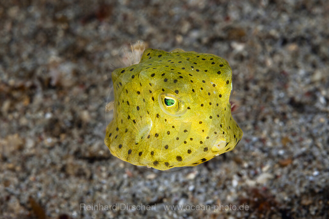 Gelbbrauner Kofferfisch, Ostracion cubicus, Mabini, Luzon, Philippinensee, Philippinen