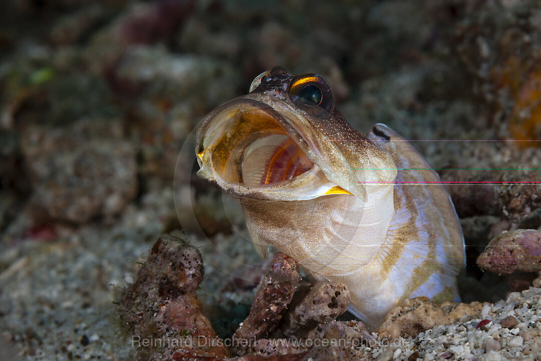 Brunnenbauer, Opistognathus randalli, Mabini, Luzon, Philippinensee, Philippinen