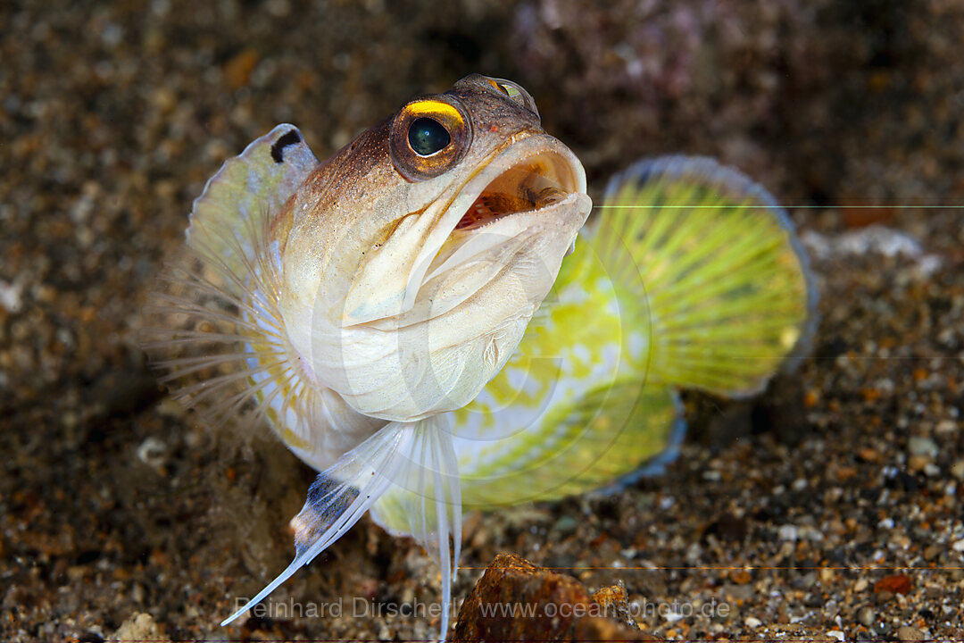 Brunnenbauer, Opistognathus randalli, Mabini, Luzon, Philippinensee, Philippinen