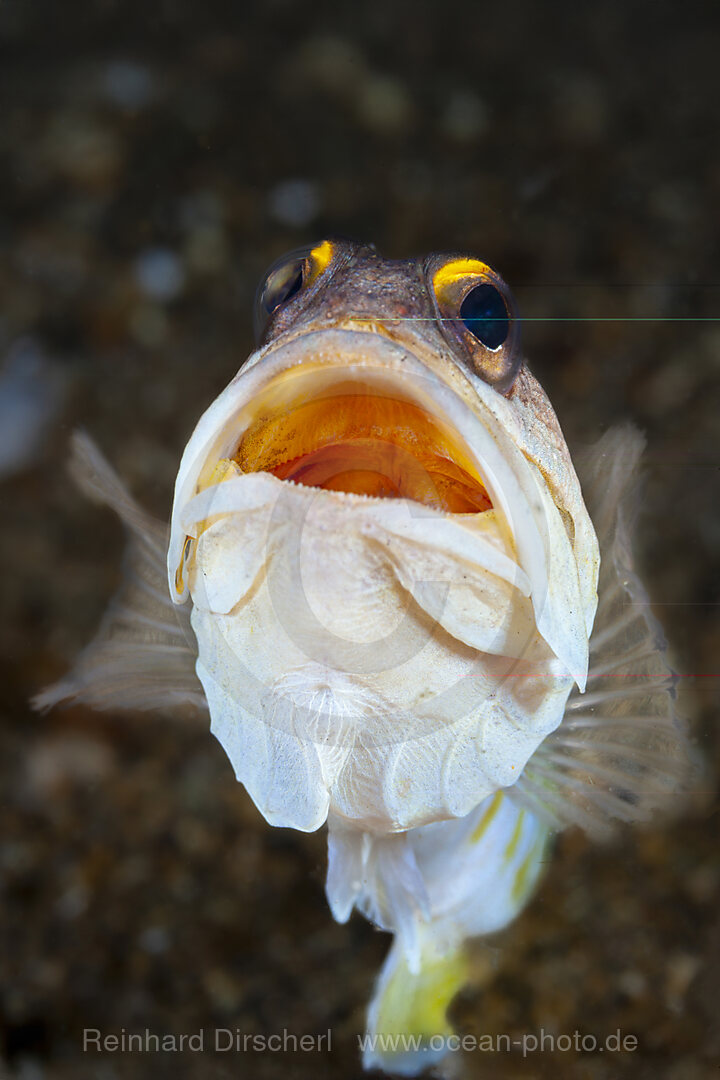 Brunnenbauer, Opistognathus randalli, Mabini, Luzon, Philippinensee, Philippinen