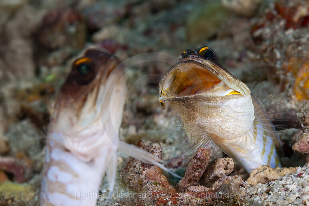 Drohende Brunnenbauer, Opistognathus randalli, Mabini, Luzon, Philippinensee, Philippinen