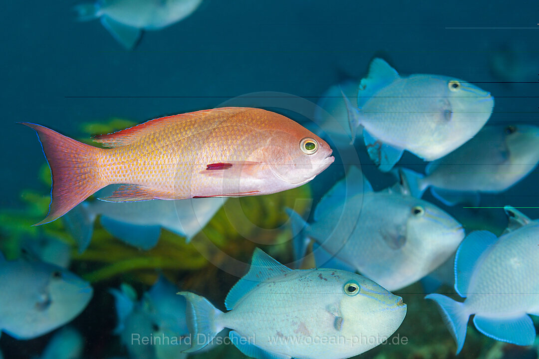 Harems-Fahnenbarsche, Rotzahn Drückerfisch, Pseudanthias squamipinnis, Odonus niger, Mabini, Luzon, Philippinensee, Philippinen