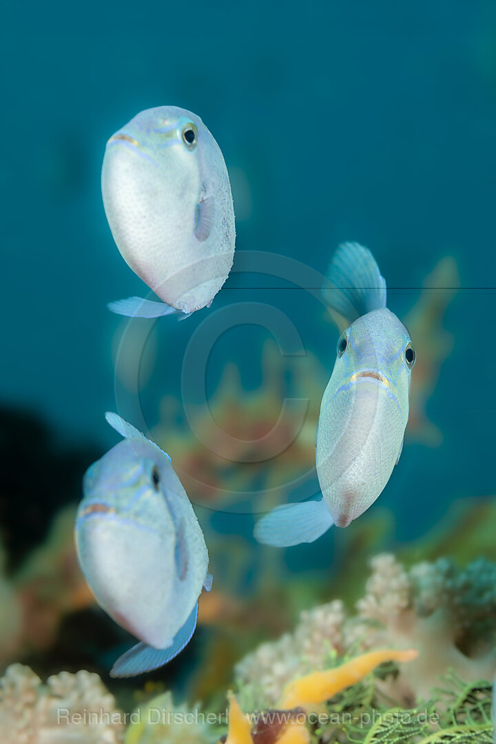 Rotzahn Drückerfisch, Odonus niger, Mabini, Luzon, Philippinensee, Philippinen