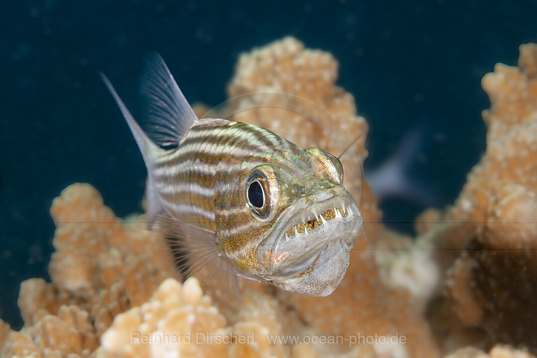 Großzahn Kardinalbarsch mit Eiern im Maul, Cheilodipterus macrodon, Mabini, Luzon, Philippinensee, Philippinen