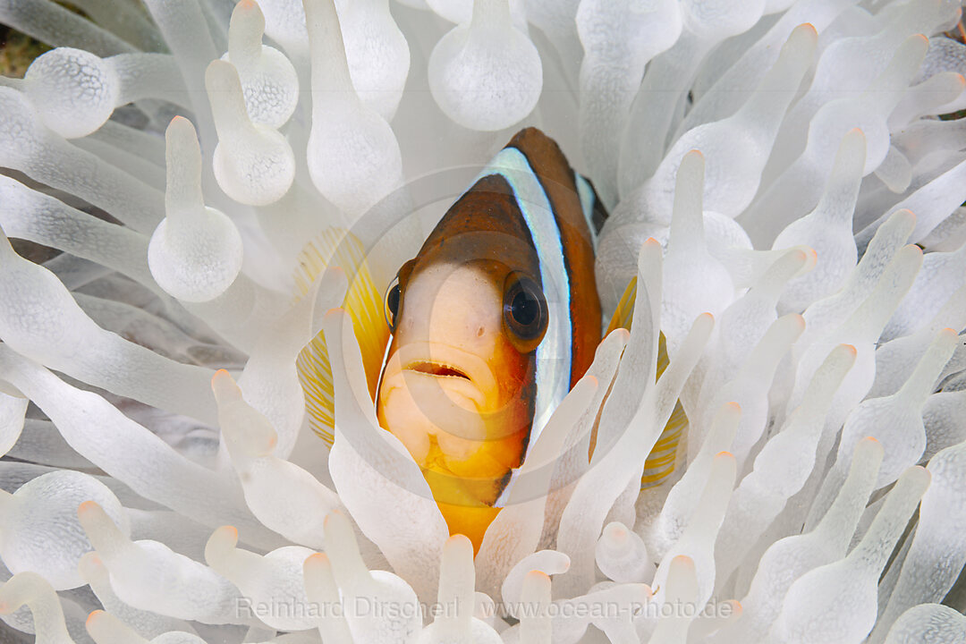 Clarks-Anemonenfisch, Amphiprion clarkii, Mabini, Luzon, Philippinensee, Philippinen