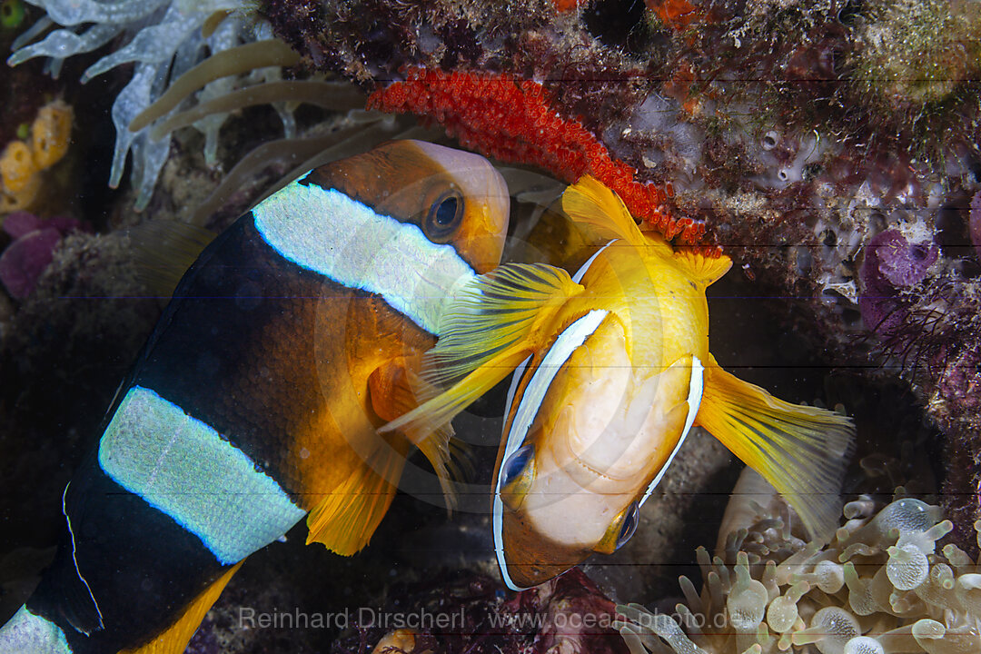 Clarks-Anemonenfisch, Eiablage, Amphiprion clarkii, Mabini, Luzon, Philippinensee, Philippinen