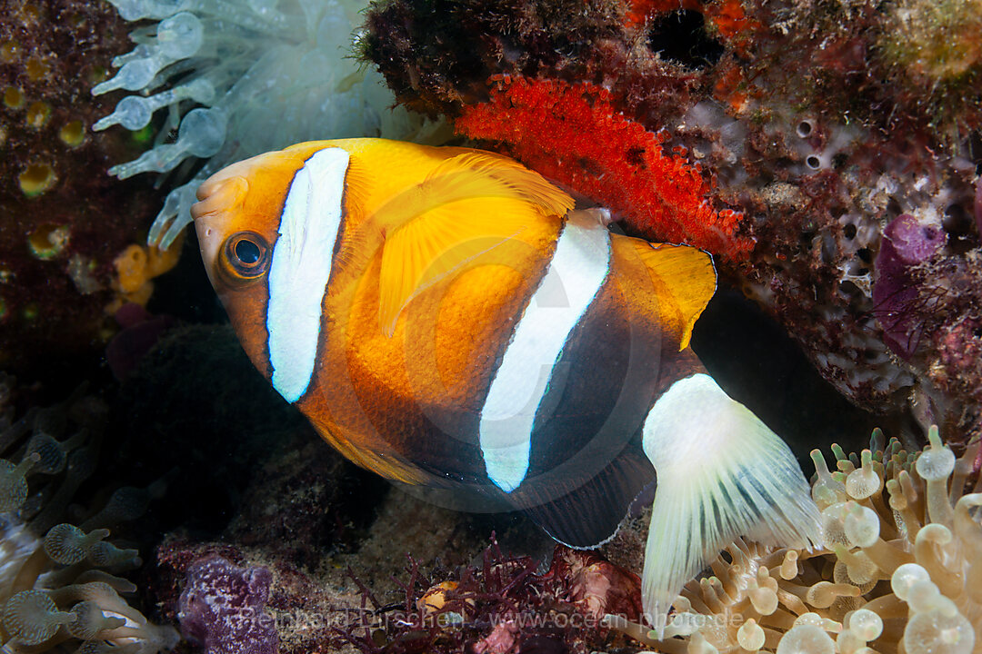 Clarks-Anemonenfisch, Eiablage, Amphiprion clarkii, Mabini, Luzon, Philippinensee, Philippinen