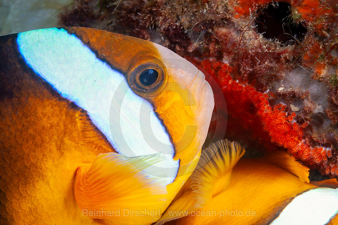 Egg-laying Clarks Anemonefish, Amphiprion clarkii, Mabini, Luzon, Philippine Sea, Philippines