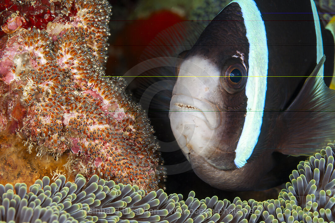 Clarks-Anemonenfisch, Eigelege, Laich, Amphiprion clarkii, Mabini, Luzon, Philippinensee, Philippinen