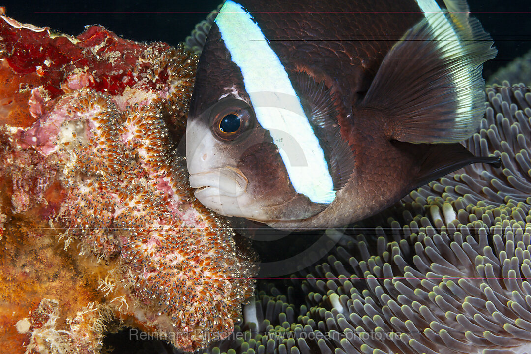 Clarks-Anemonenfisch, Eigelege, Laich, Amphiprion clarkii, Mabini, Luzon, Philippinensee, Philippinen