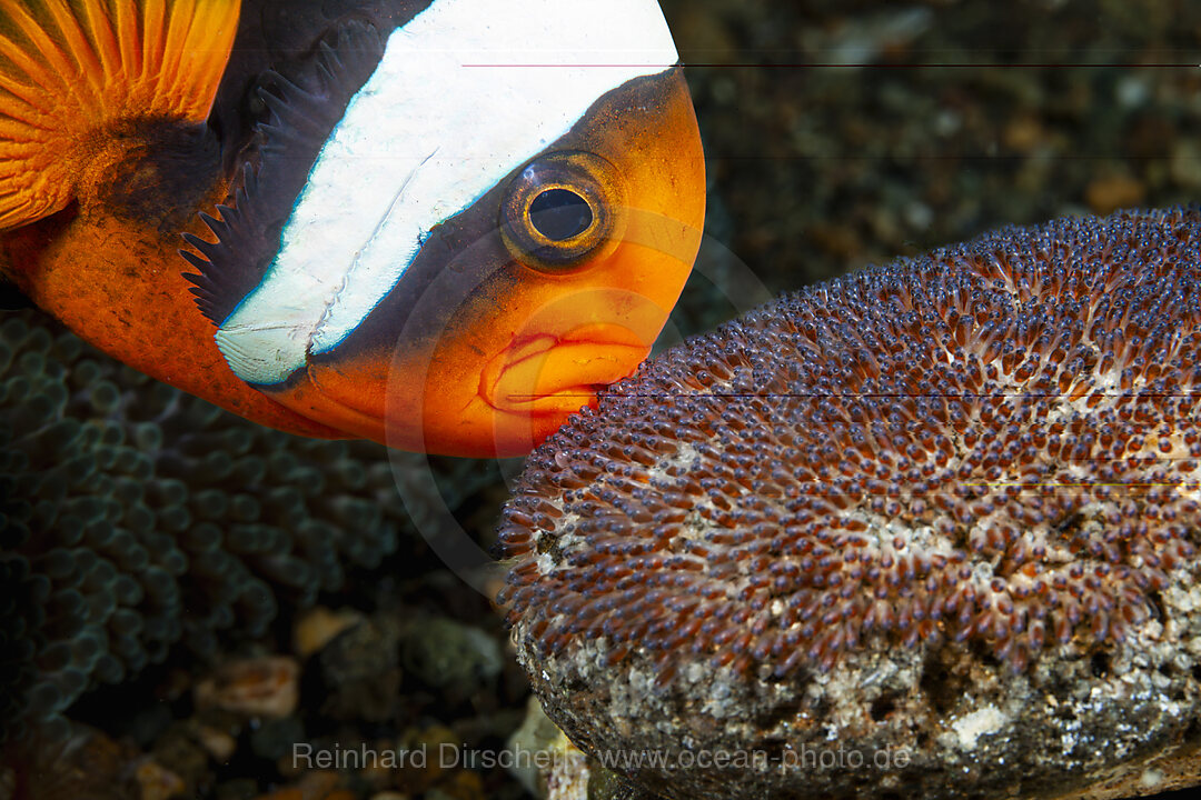 Australischer Anemonenfisch, Eigelege, Laich, Amphiprion rubrocinctus , Mabini, Luzon, Philippinensee, Philippinen
