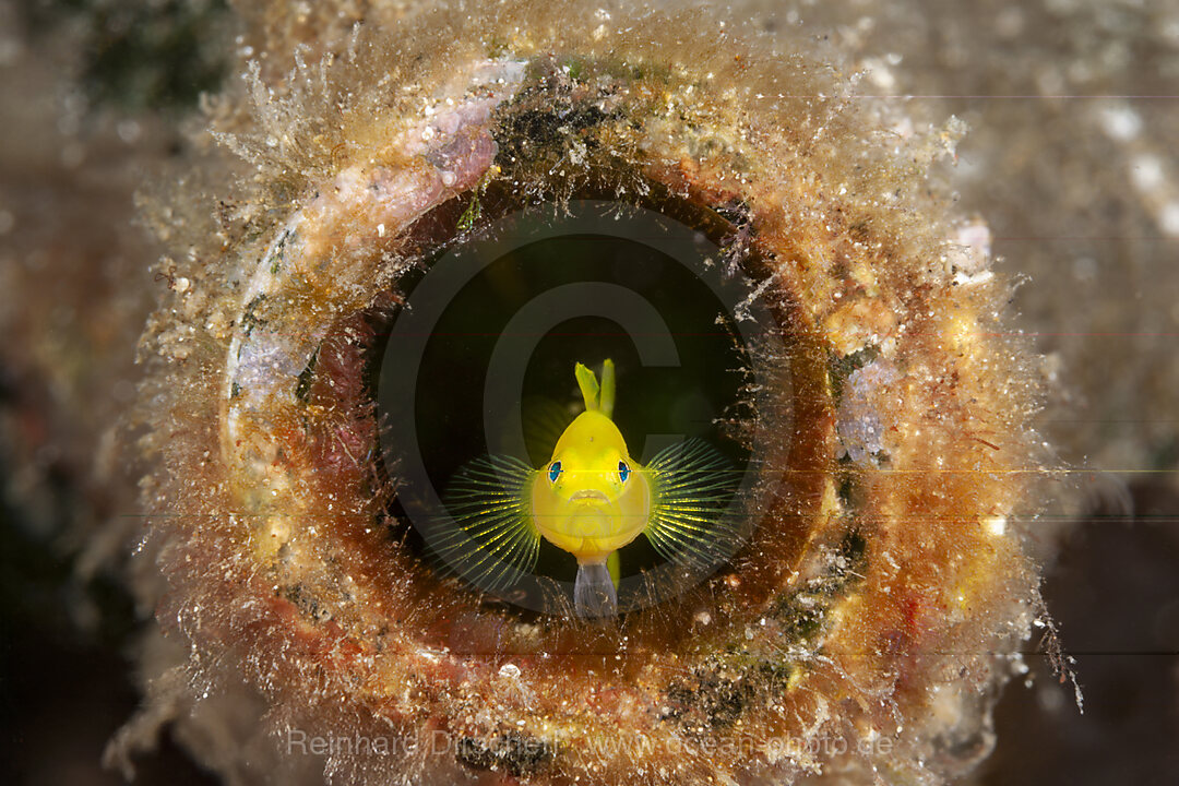 Gelbe Zwerggrundel in Flasche, Lubricogobius exiguus, Mabini, Luzon, Philippinensee, Philippinen