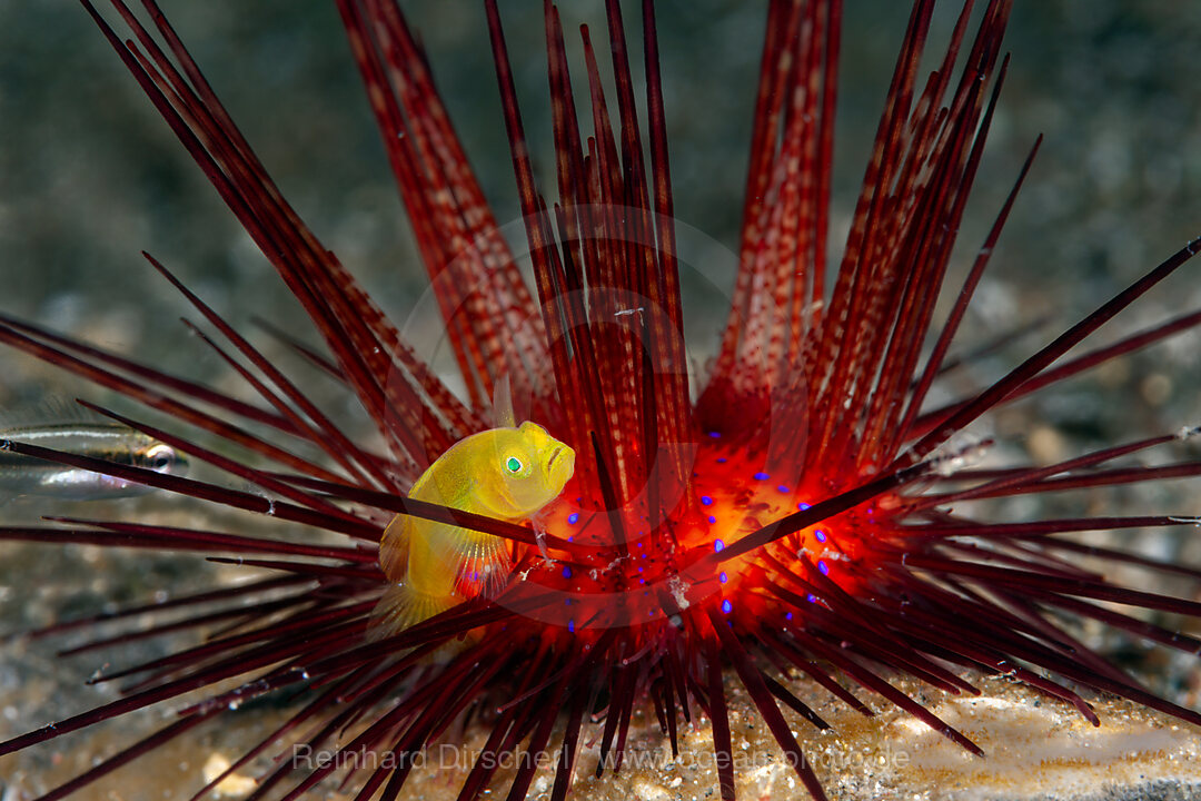 Yellow Pygmy-goby in sea ​​urchin, Lubricogobius exiguus, Mabini, Luzon, Philippine Sea, Philippines