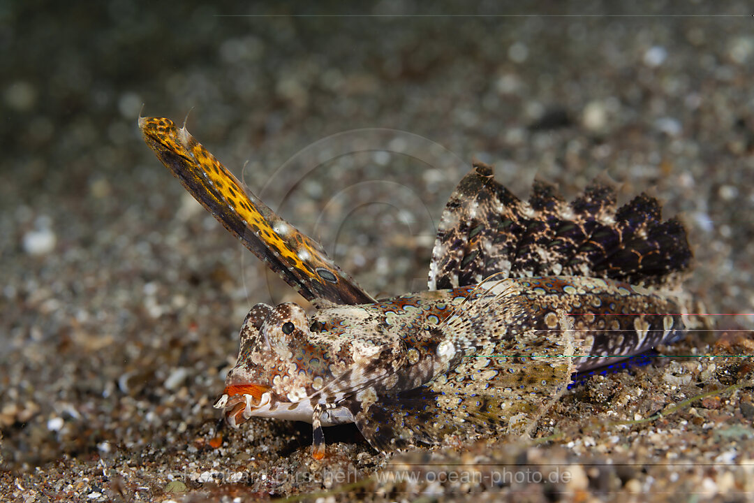 Finger-Leierfisch, Dactylopus dactylopus, Mabini, Luzon, Philippinensee, Philippinen