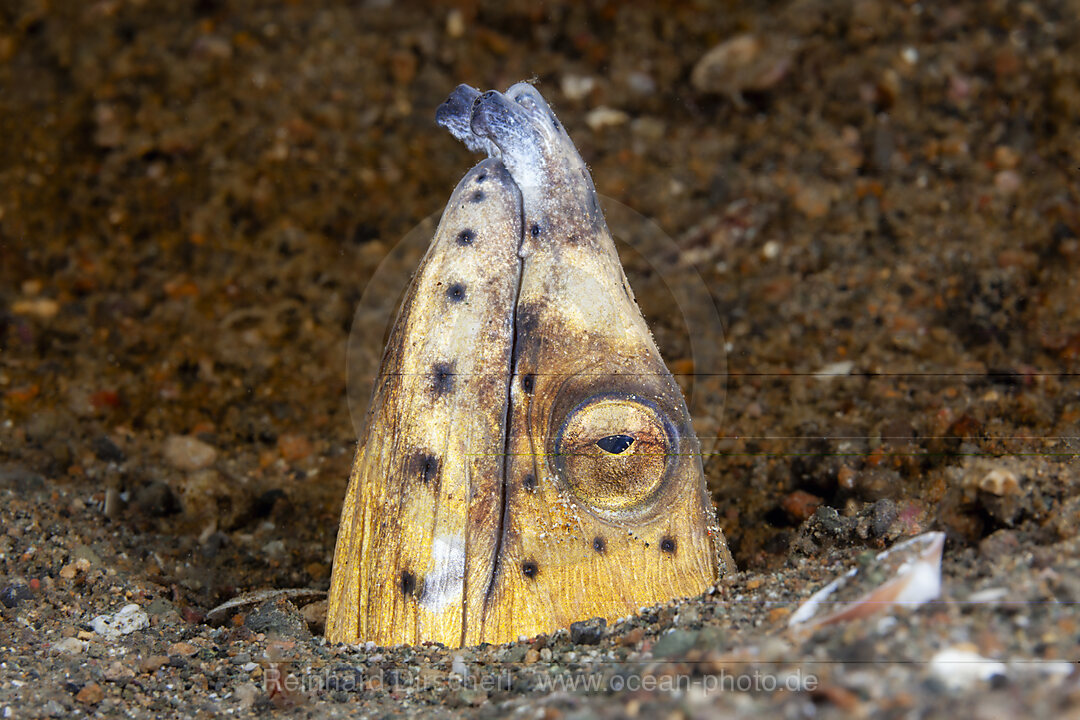 Sand-Schlangenaal, Ophichthus altipennis, Mabini, Luzon, Philippinensee, Philippinen