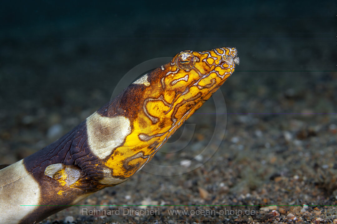 Napoleon Schlangenaal, Ophichthus bonaparti, Mabini, Luzon, Philippinensee, Philippinen