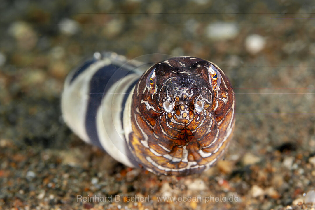 Napoleon Schlangenaal, Ophichthus bonaparti, Mabini, Luzon, Philippinensee, Philippinen