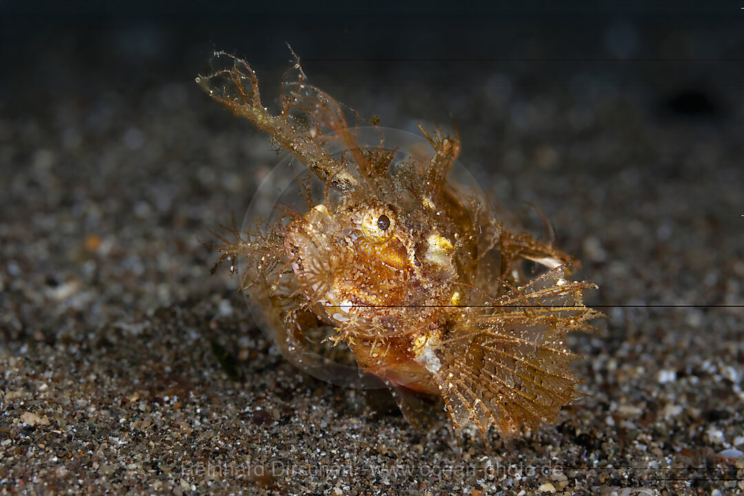 Ambon Skorpionsfisch, Pteroidichthys amboinensis, Mabini, Luzon, Philippinensee, Philippinen